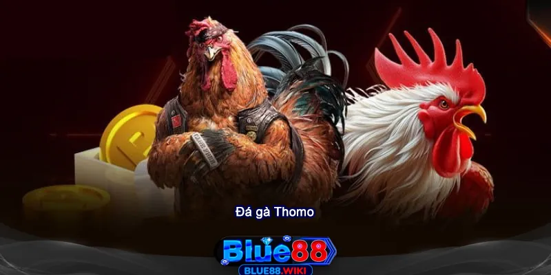 Top 4 Lý Do Khiến Đá Gà Thomo Tại Blue88 Được Yêu Thích